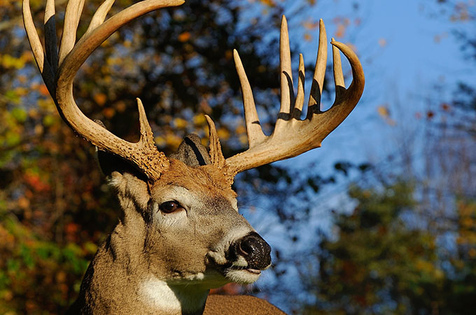 early season deer hunting
