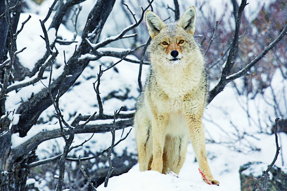 snowy coyote