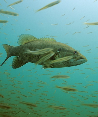 Largemouth Bass photo