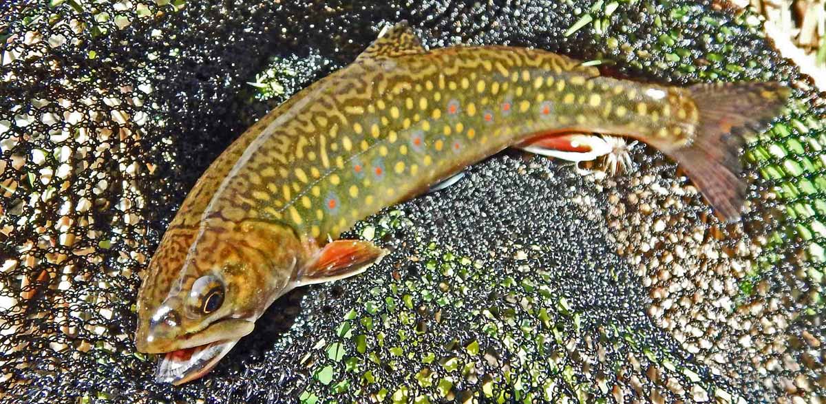Clean Water trout