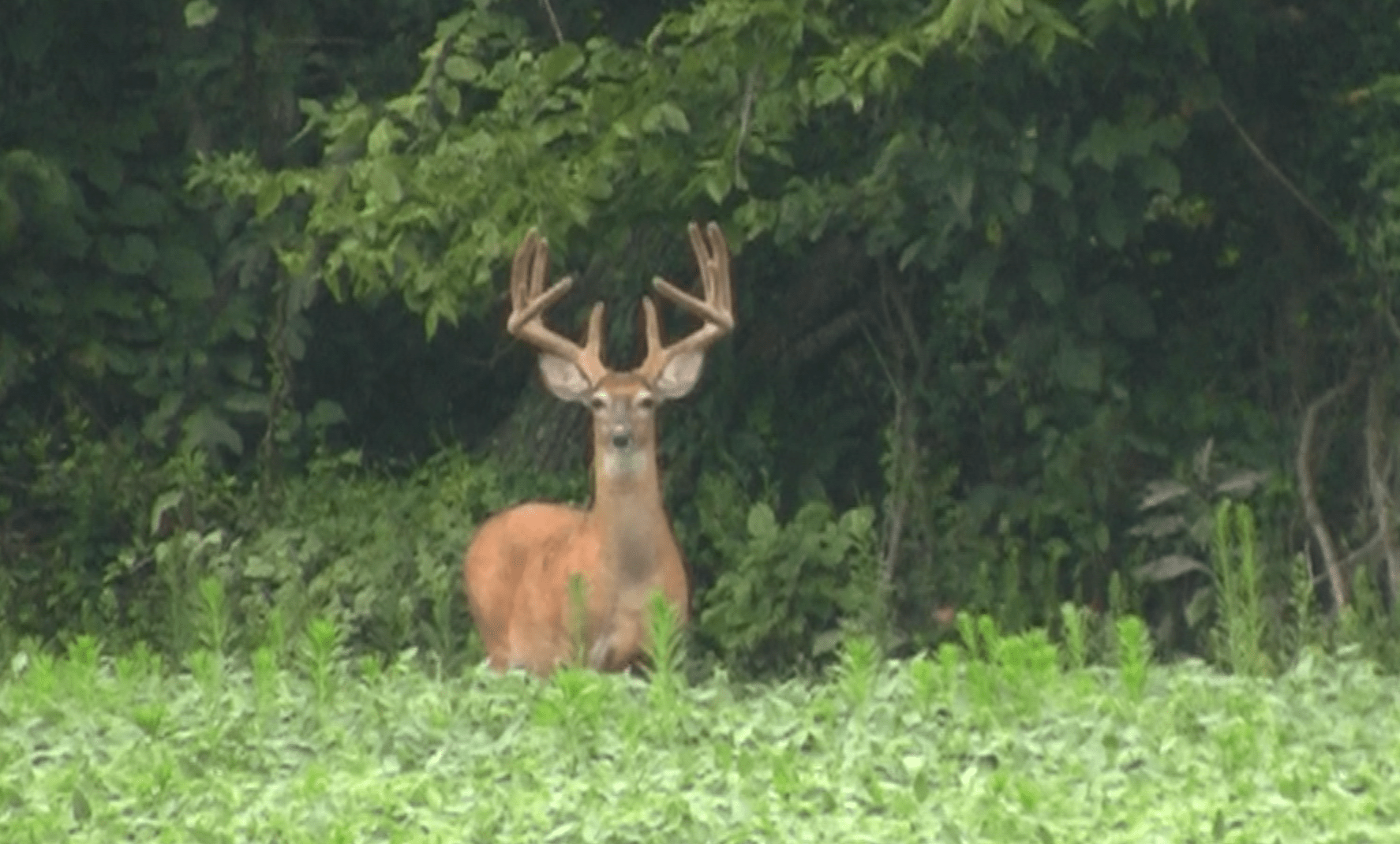 Summer Whitetail Scouting: What’s It Good For?