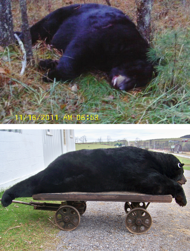 Pennsylvania is in the golden years of its bear hunting history. According to preliminary reports, Keystone State hunters killed 3,968 bears this year, which is the second highest number on record. Of all those bruins, two stand out above the rest: A 767-pound boar (above) killed by a tow truck driver from Monroe County and a 746-pounder (below) killed by an 18-year-old Amish hunter in Potter County. We got photos of both these monster bruins and the story of each hunt to go with.