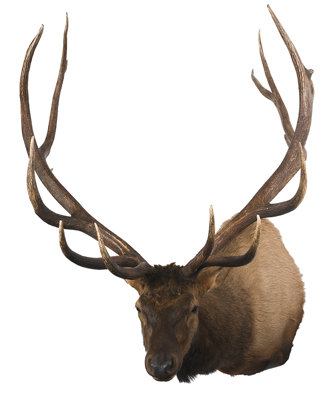 10 nontypical bull elk