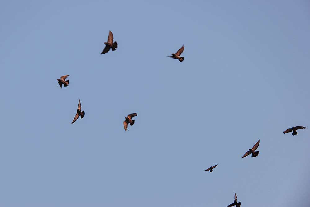 a flock of feral pigeons in the air