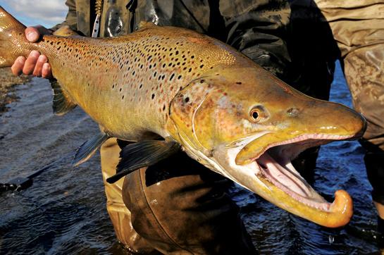 Fishing Tips: Catch Monster Brown Trout at These 7 Best Tailraces