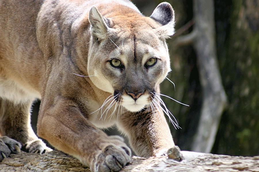 A mountain lion is one of the few predators that will deliberately stalk its victim.