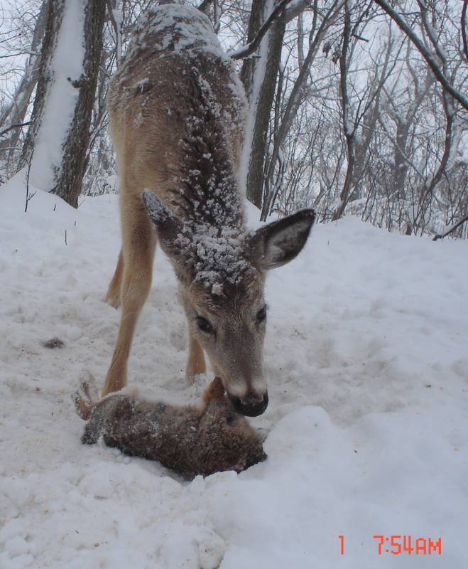 This young button buck was actually photographed trying to eat this dead rabbit. Researcher Pete Squibb says while the deer tried to puncture the body cavity, it never succeeded. Rather it consumed the dead rabbit's legs and ears.