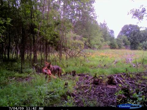 To see trail camera photos of a coyote chasing down a fawn whitetail go to <strong><a href="/photos/gallery/hunting/2009/07/killer-coyote/">Killer Coyote</a></strong>.