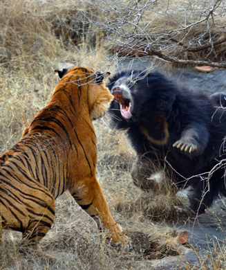 Photos: Mother Bear Fights Off Tiger