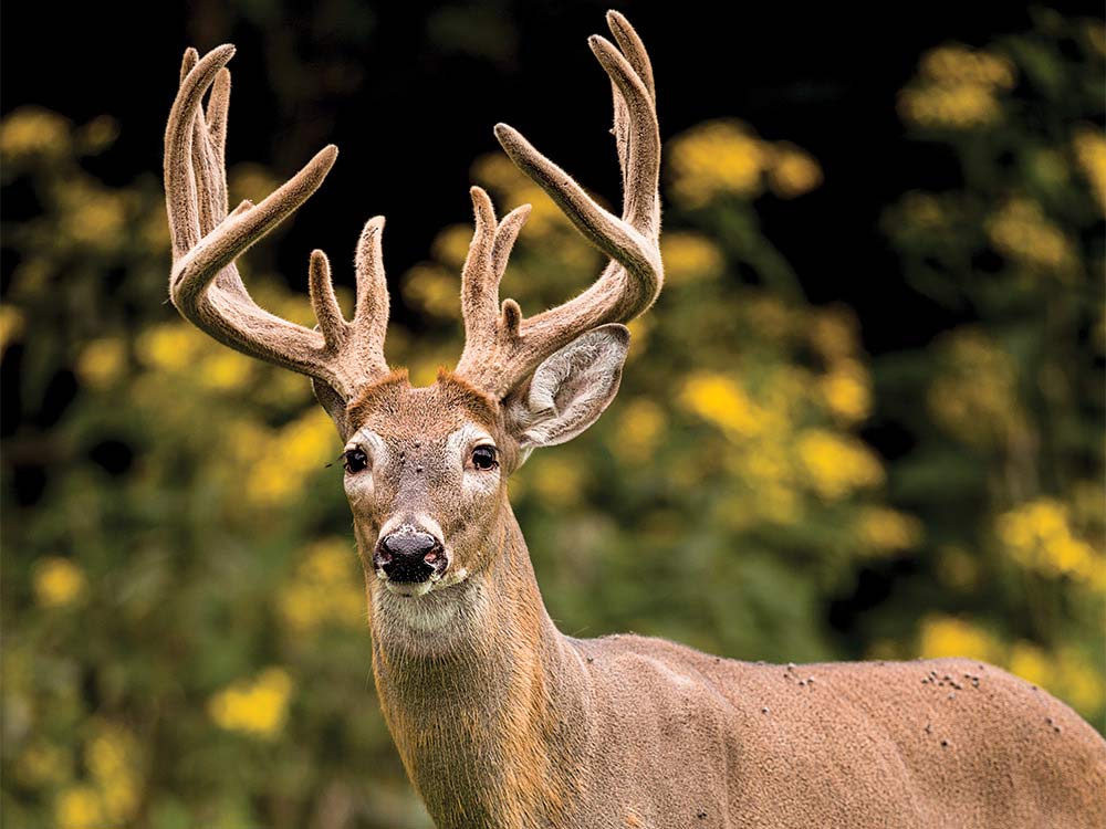 The Land Revolution: The New Age of Wildlife Management and Off-the-Charts Hunting