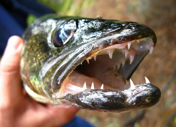 a walleye with an open mouth