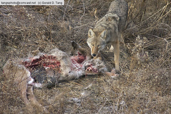Are Coyotes Killing Your Deer?