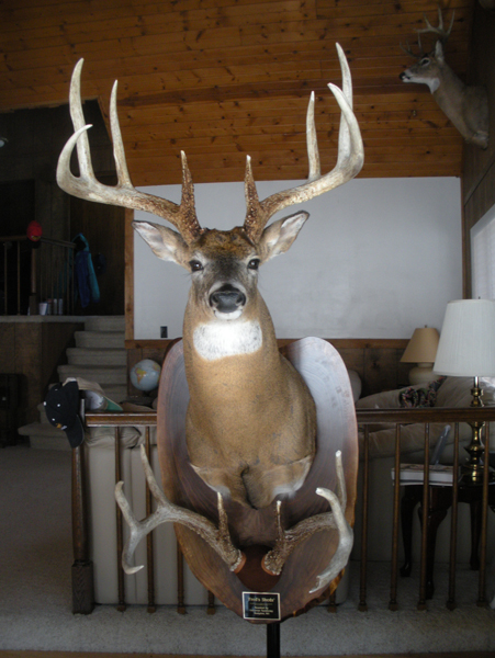 Matt had a head mount done with the buck's shed antlers from 2008, with the sheds from 2007 displayed below.