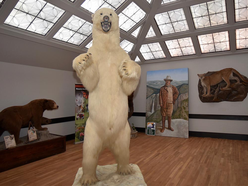 Polar Bear and Teddy Roosevelt in Wonders of Wildlife