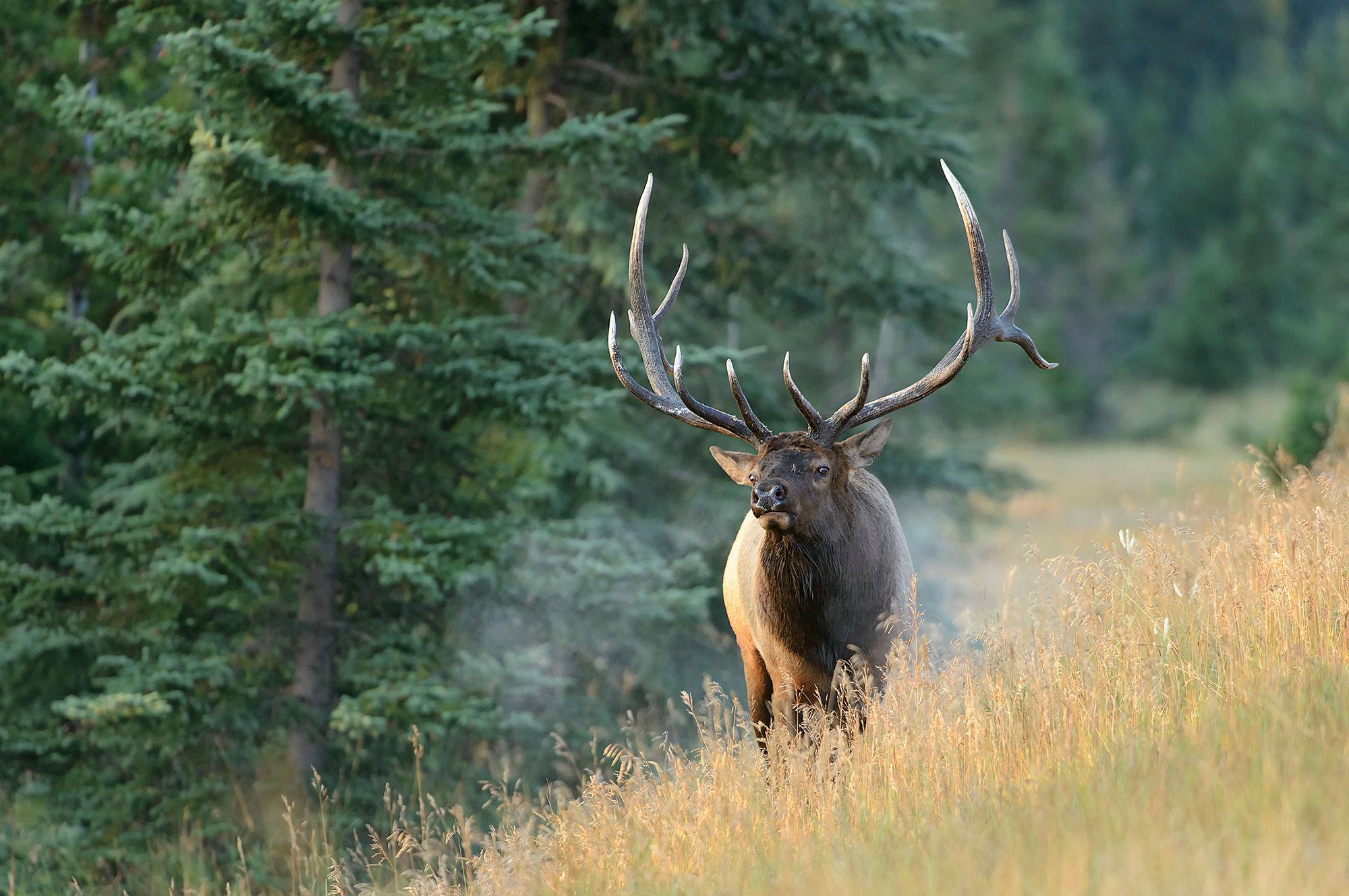 hunting post-rut elk