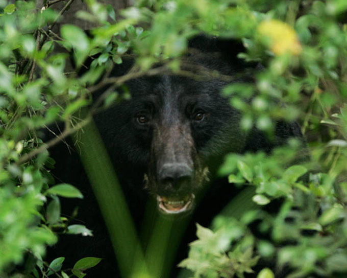 New York Expands Black Bear Hunting Statewide