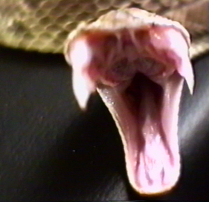 Fangs a Lot Not surprisingly, alcohol was reportedly a factor when a pet rattlesnake bit its extremely intoxicated owner on the finger while the man was playfully flicking its head, then bit him again on the lip and tongue after he attempted to kiss it. According to police Sgt. Gene Galitz's popular column "Cop's Corner," in the Lander (Wyo.) Journal, a man identified only as "Rattlesnake Bob" was driven to the emergency room at the Lander Valley Medical Center by his girlfriend. When he saw a patrol car at the hospital, he wouldn't get out, saying he hadn't had much luck with cops. Sgt. Galitz wrote that he attempted to persuade "Rattlesnake" to seek medical attention, but he refused. As it turned out, the snake apparently did not inject venom during the kiss. "I'll bet the next morning the snake woke up with a hangover and Rattlesnake Bob woke up wondering who pierced his tongue and forgot to put in the decoration," Galitz wrote.