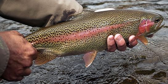 How Dick Vincent Helped Save Montana's Trout Fishery