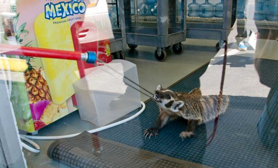 Badger Wanders into Nevada Retail Store, Takes on Wildlife Officials in ‘1-Hour Standoff’