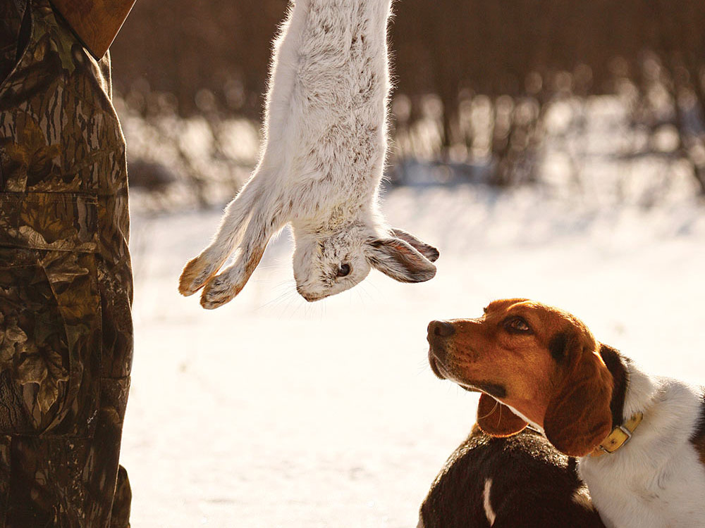 7 Hunting Breeds That Make Great Rabbit Dogs | Outdoor Life