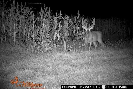 Whitetail Deer Hunting photo
