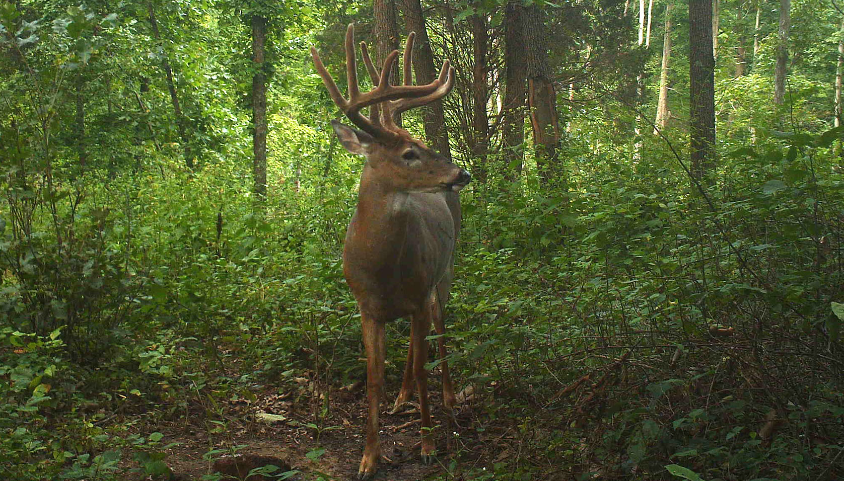 A trail camera photo of a nice, big whitetail buck, with velvet on his antlers, in the middle of green timber with his head turned to the side.