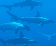 Poachers Kill 2,000 Sharks in South America
