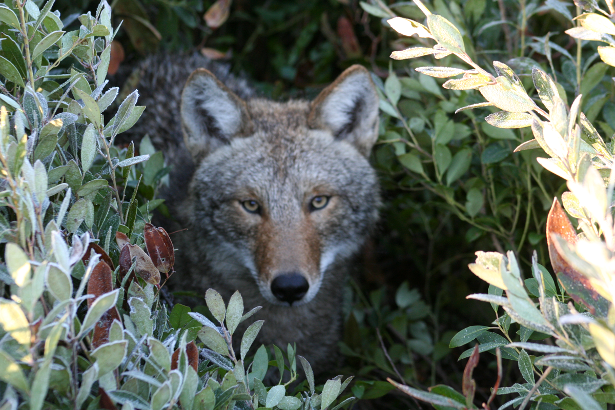 Coyote Study Reveals Half of Canines are Residents, Half are Transients