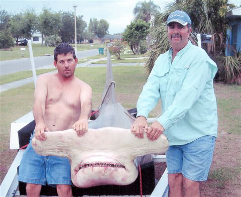 Bucky Dennis set the fishing world in a spin when he caught this massive great hammerhead shark at Boca Grande Pass, on Florida's Gulf Coast during the May tarpon run. The 1,280-pound goliath was taken on 130-pound class tackle, and is the largest recorded for the species by IGFA. Incredibly, Dennis reports seeing other much larger hammerheads at Boca Grande.