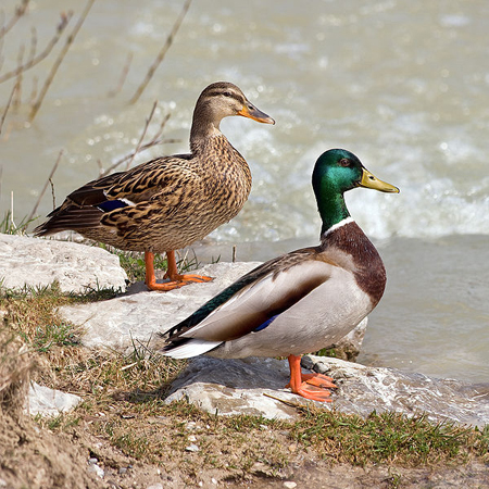 ducks standing by a water side