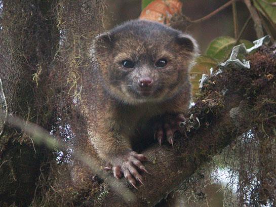 Olinguito: Scientists Discover New Mammal Species in Ecuador