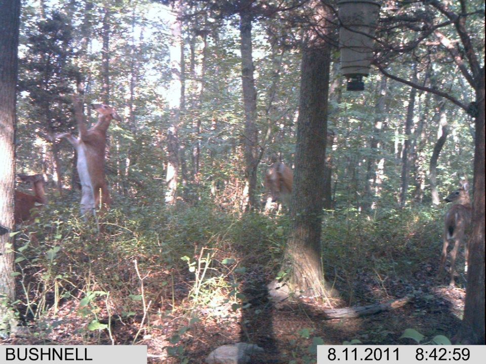 does on trail camera