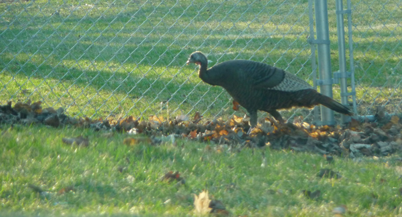 turkey behind chain link fences
