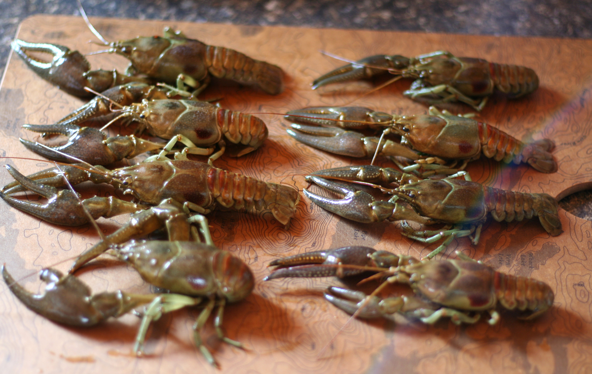 freshwater crayfish boil