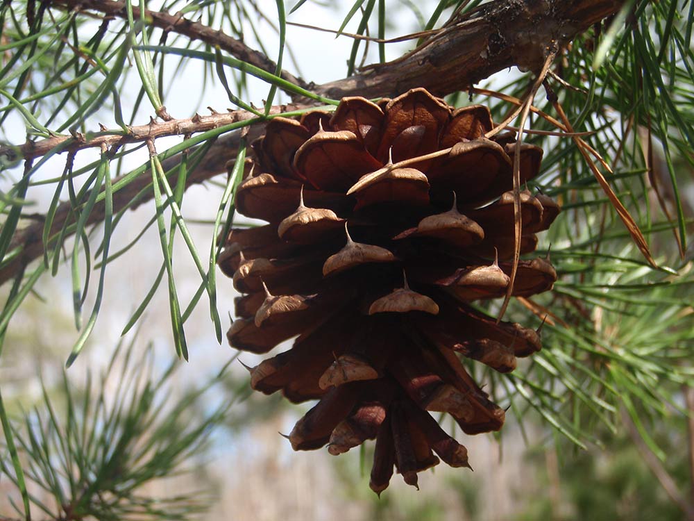 Pincone on a pine tree