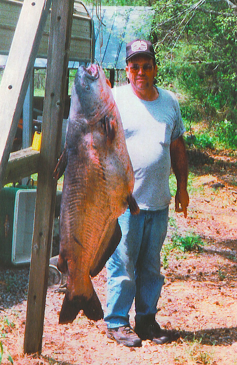 This 70-pound Wheeler Reservoir, Alabama blue catfish looks nearly as big as angler Robert Malone. It's the 8-pound line class record, collected in April, 2002.
