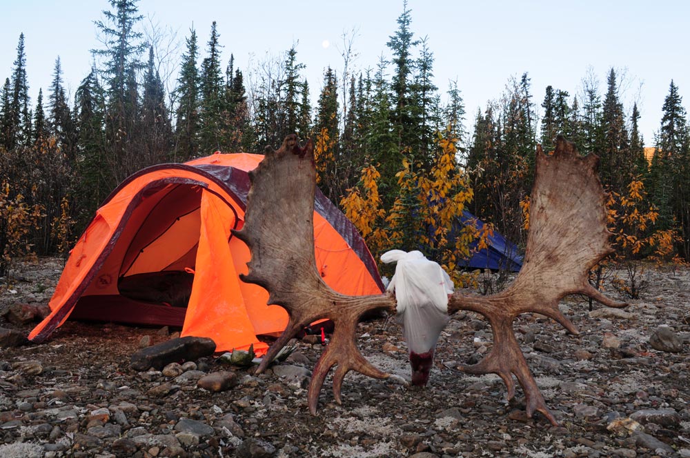 Hunting campsite and trophy moose antlers