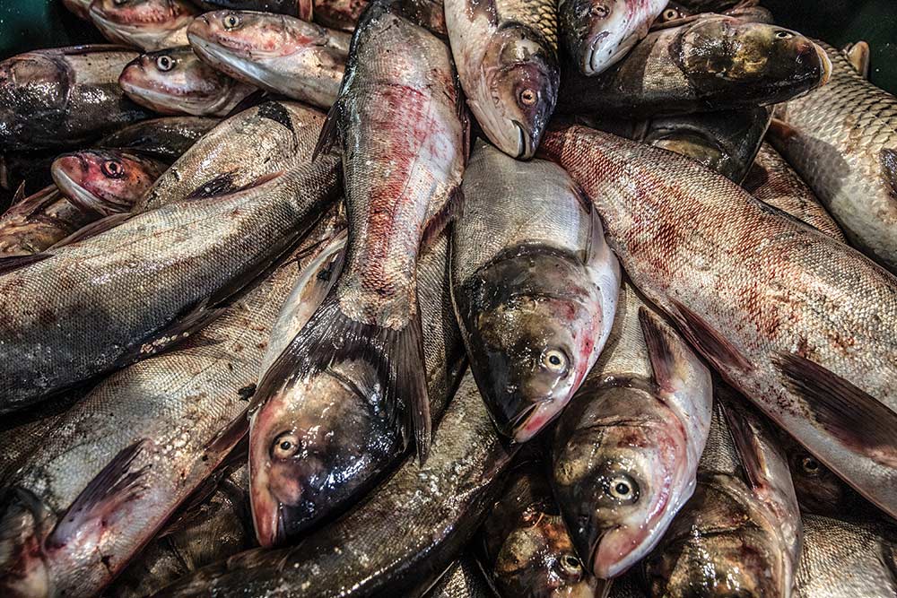 Fish Food: This New Demand for Asian Carp Might Help Our Waterways