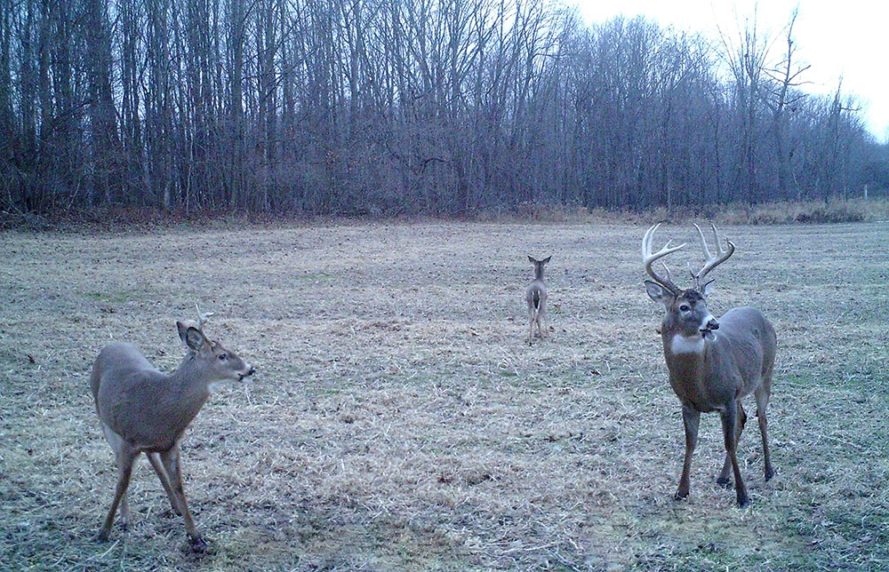 whitetail buck and does in a field