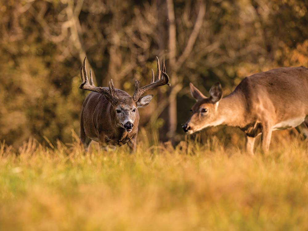 a buck and doe in a field