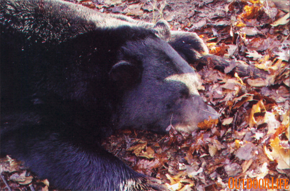 PA record black bear