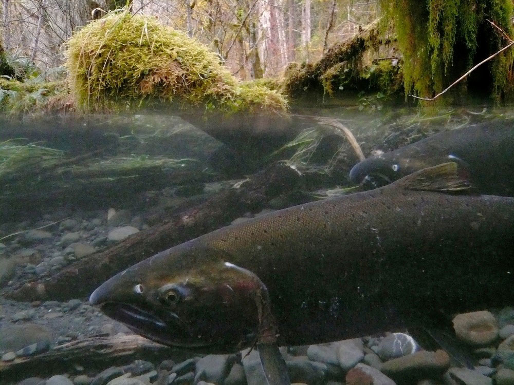 salmon fishing at olympic national park
