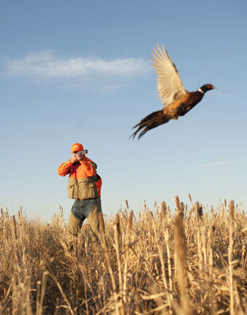 Pheasant Hunting photo