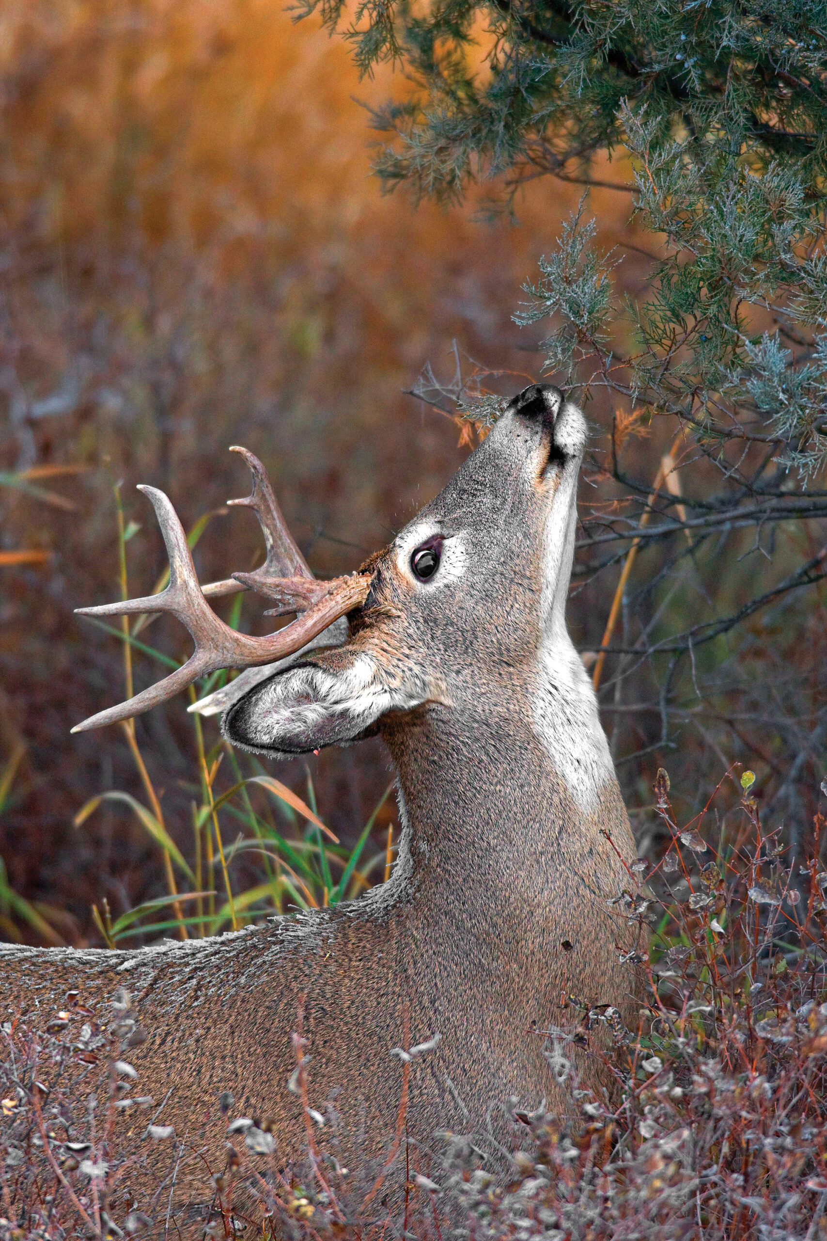 Using deer scents for bucks