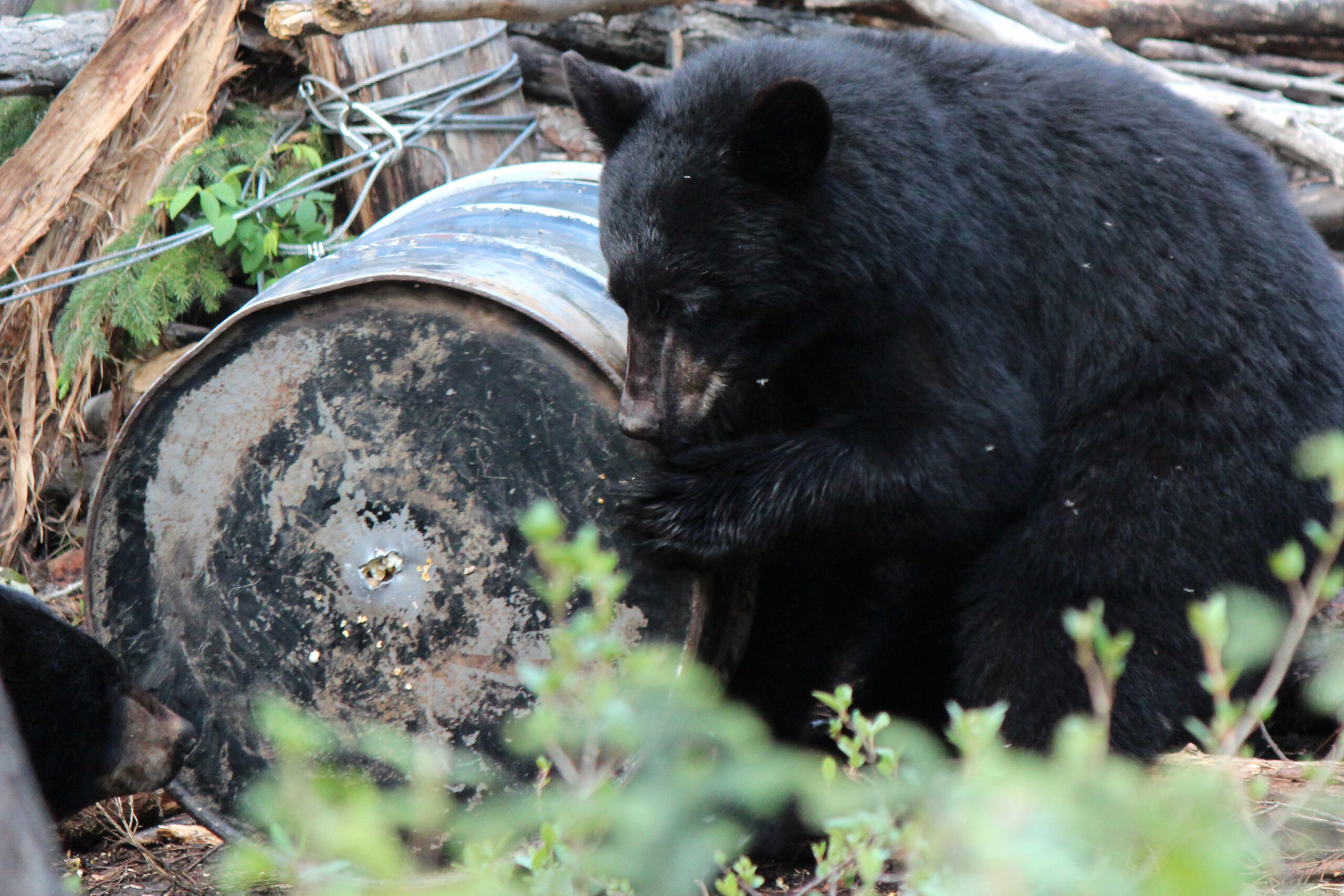 bears at bait barrel