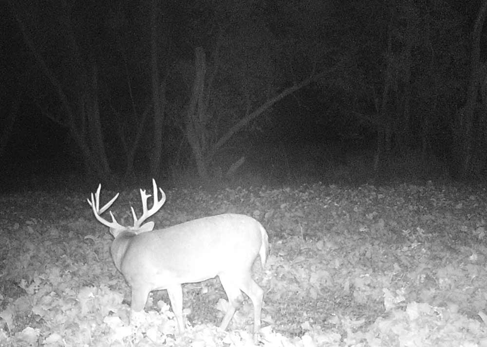 black and white trail cam footage of buck