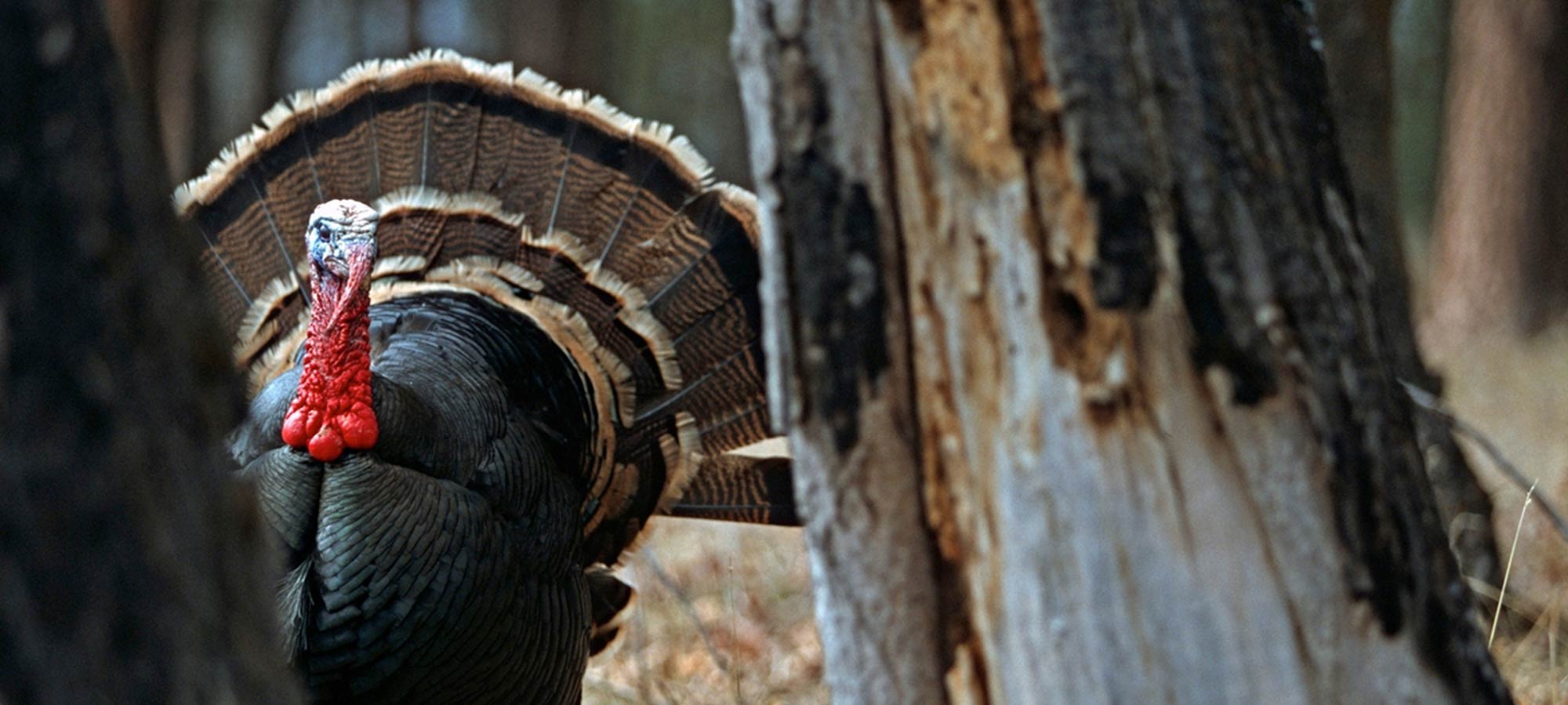 public land turkey hunting