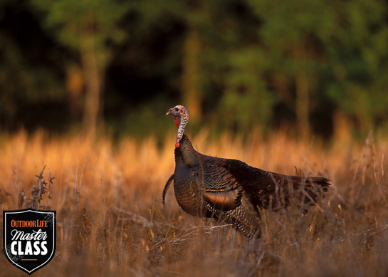 Turkey Hunting: When Calling Doesn't Work
