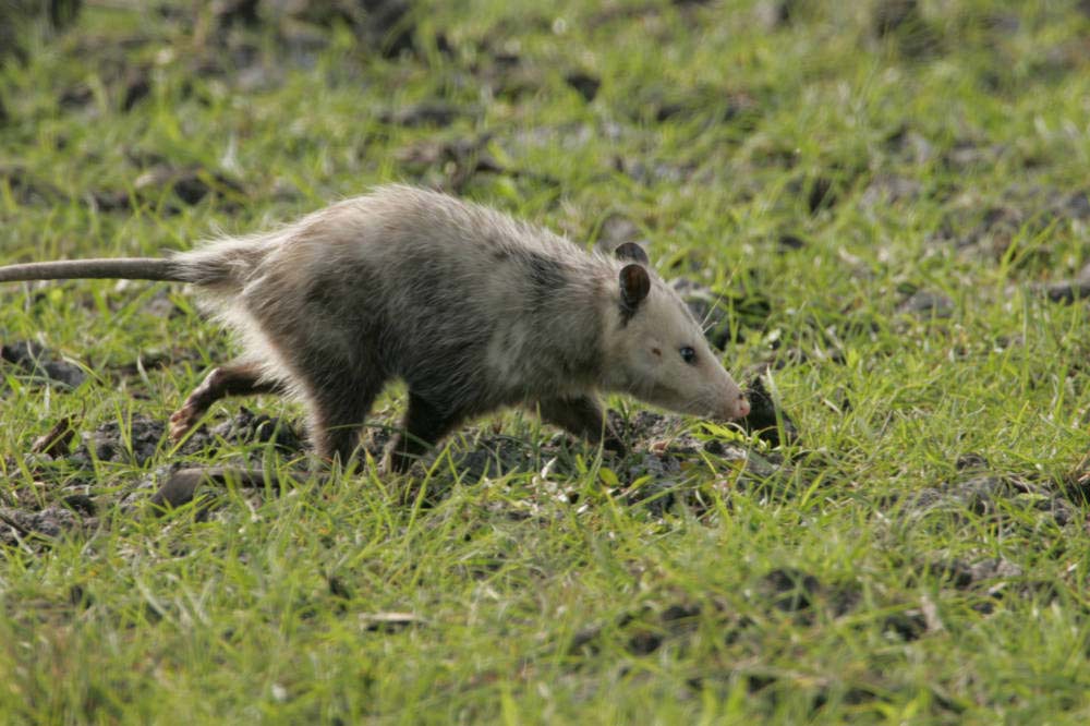 "opossum"