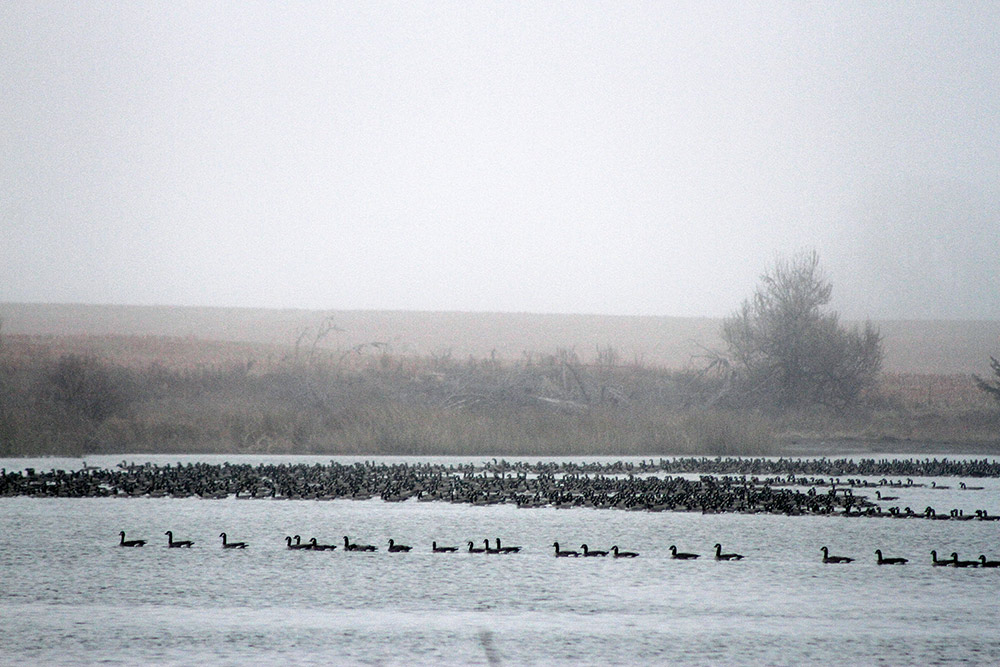 Hundreds of Canada geese on Kansas lake